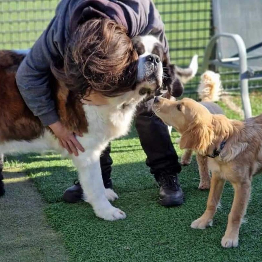 Lola's Doggy Daycare