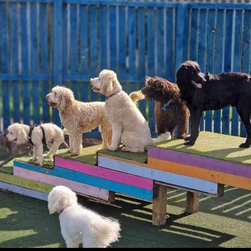 Lola's Doggy Daycare