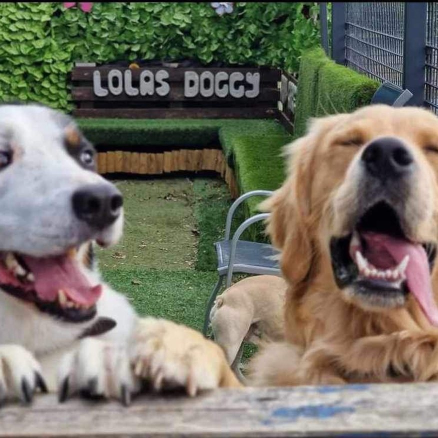 Lola's Doggy Daycare