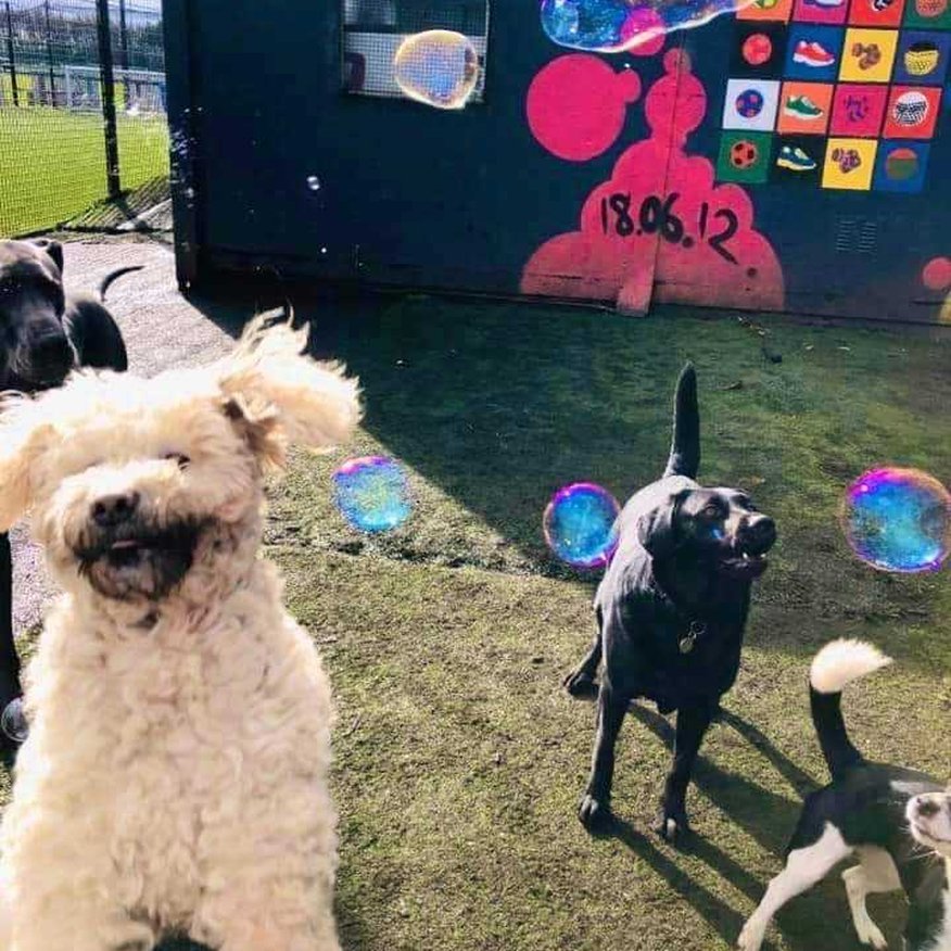 Lola's Doggy Daycare