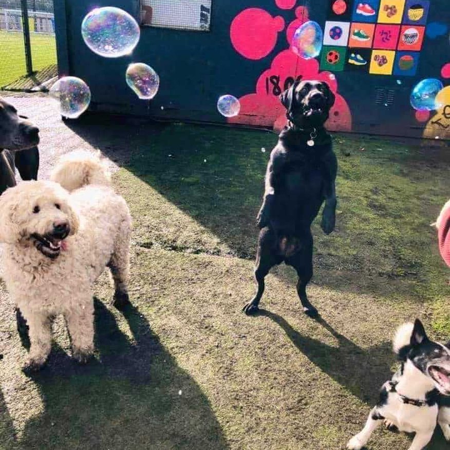 Lola's Doggy Daycare