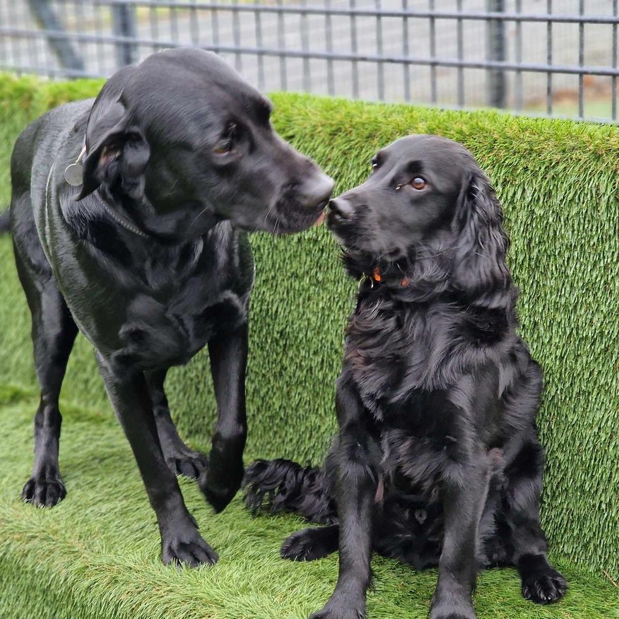 Lola's Doggy Daycare